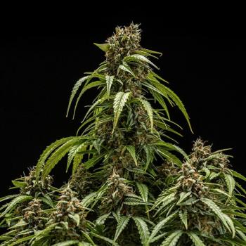 Samen 3x Orion F1 Automatik Royalqueenseeds
